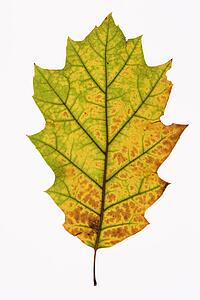 Oak leaf in Fall color against white background.