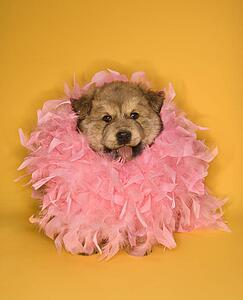 Puppy wearing pink feather boa.