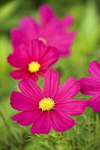 Image of cosmos flower.