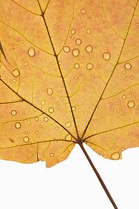 Close-up of Sugar Orange Maple leaf sprinkled with water droplets against white background.