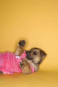 Puppy lying on back wearing dress.