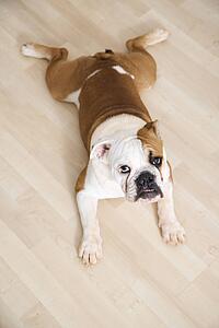 English Bulldog lying outstretched on wood floor looking at viewer.
