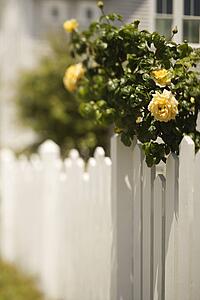 White picket fence with rose bush with blooming yellow roses.