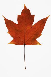 Red Sugar Maple leaf against white background.