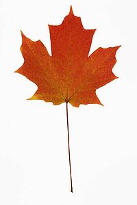 Red Sugar Maple leaf against white background.