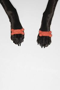 Black dog balancing dog bones on paws.