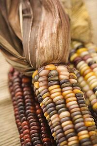 Three multicolored ears of Indian corn.