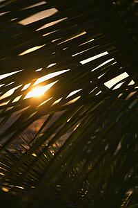 Palm leaf silhouette against sunset over ocean in Maui, Hawaii, USA.