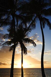 Sunset by palm trees over the Pacific Ocean in Kihei Maui Hawaii