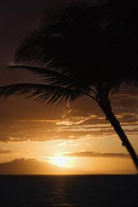 Palm tree silhouette against sunset over Pacific Ocean and Kihei island in Maui, Hawaii, USA.