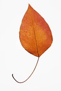 Orange Bradford Pear leaf against white background.