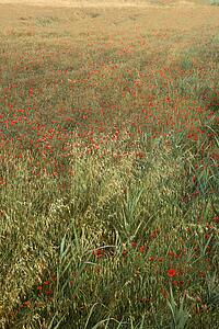 Field of poppies growing in Tuscany, Italy. 