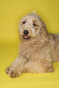 Goldendoodle dog wearing tiara lying on yellow background.