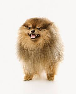Pomeranian dog full-length portrait.