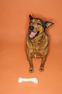 Mixed breed brown dog sitting with large bone.
