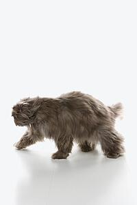 Gray Persian cat walking.