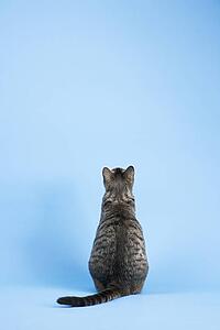 Back view of gray striped cat sitting on blue background.