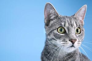 Gray striped cat.