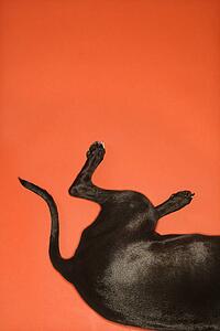 Black dog hind quarters lying down on orange background.