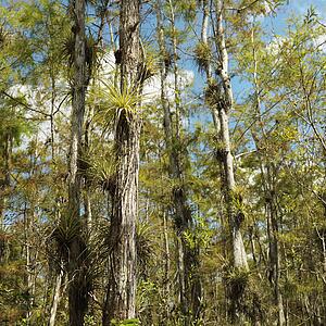 Airplants growing on cypress trees in Everglades National Park, Florida, USA.