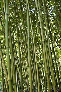 Green bamboo forest in Maui, Hawaii, USA