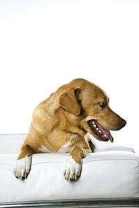 Dog on chair.