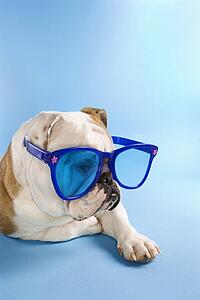 English Bulldog laying on blue background wearing oversized blue sunglasses.