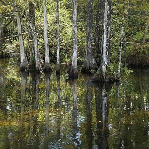Cypress trees in wetland of Everglades National Park, Florida, USA.