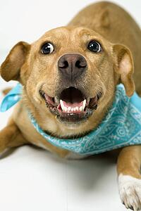 Dog looking playful.