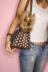 Caucasian young adult female with Yorkshire Terrier dog in bag.