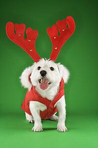 White terrier dog dressed in red coat wearing antlers.