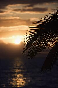 Palm leaf silhouette against sunset over ocean in Maui, Hawaii, USA.