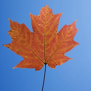 Red Sugar Maple leaf against blue background.