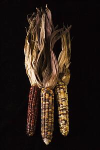 Three multicolored ears of Indian corn.