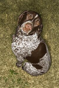 Above view of German Shorthaired Pointer in grass. 