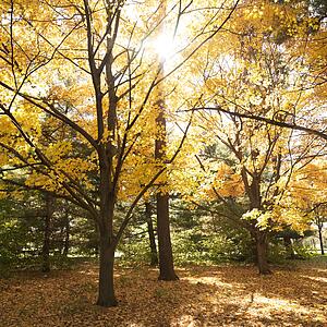 Maple trees in Fall color.