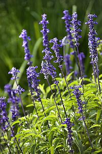 Lavender flowers.