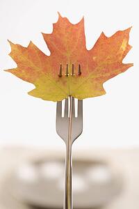 Red and green Maple leaf pierced by a dinner fork.