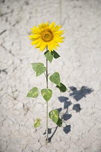Single sunflower growing out of cracked dirt.