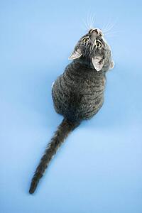 High angle view of gray striped cat looking up.