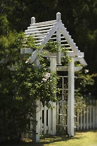Arbor with rose bush and white picket fence on Bald Head Island, North Carolina.