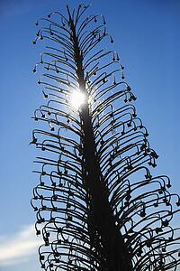 Silversword plant in Haleakala National Park, Maui, Hawaii.