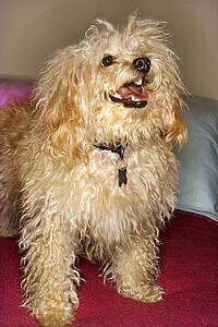 Portrait of mixed breed dog smiling at viewer. 