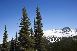 Scenic of pine trees and mountain ski trails.