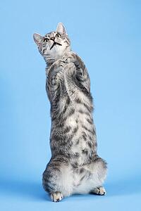 Gray striped cat standing on back haunches.