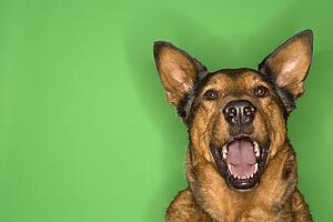 Mixed breed brown dog smiling.