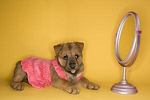 Puppy wearing dress in front of mirror.