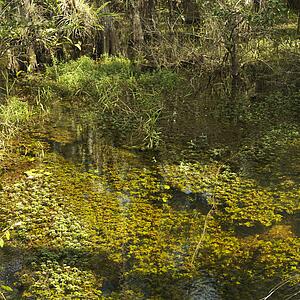 Aquatic plants in wetland of Everglades National Park, Florida, USA.