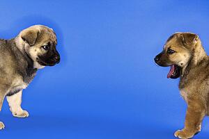Two puppies looking at eachother.