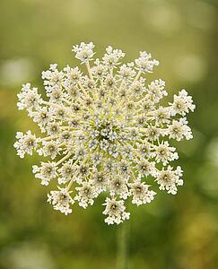 Selective focus close-up of queen anne's lace growing in Tuscany, Italy.